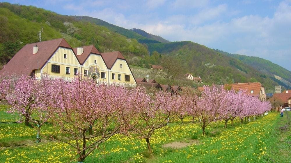 Vergers d'abricotiers en fleurs et ferme - Wachau - Autriche