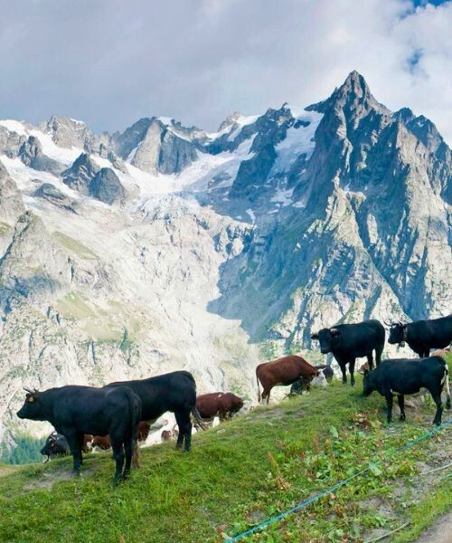 Les vaches d'Hérens