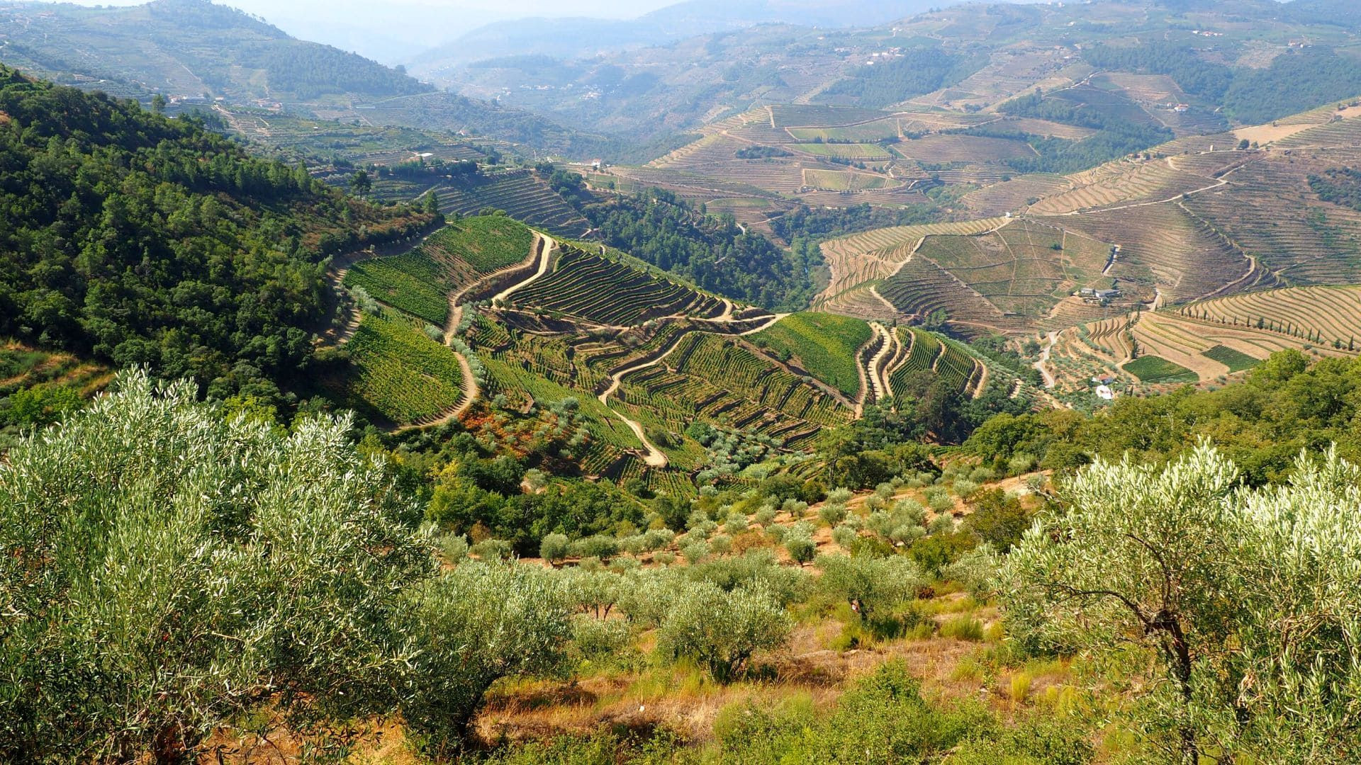 © David Praire Vignobles en terrasses et oliviers - Vallée du Douro - Portugal