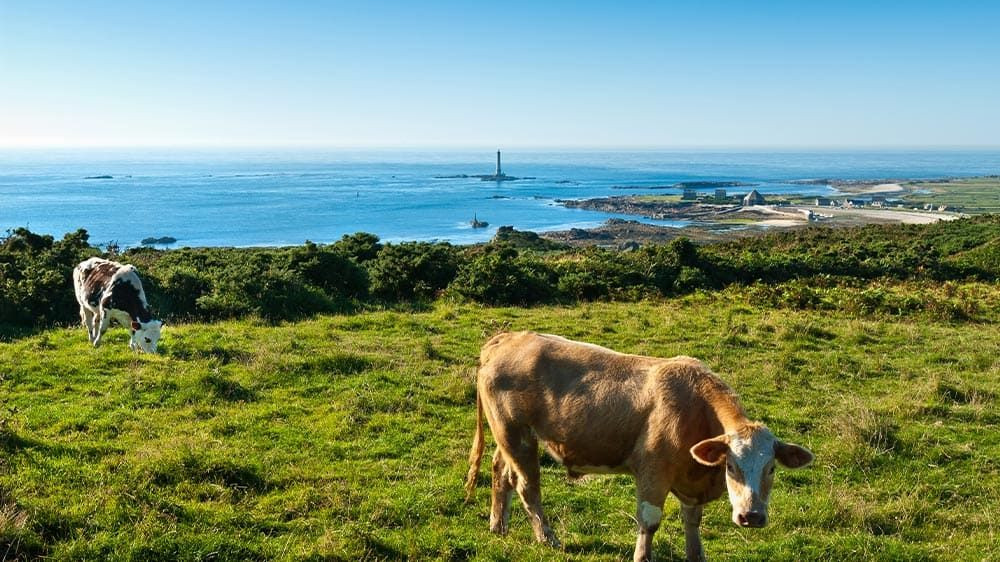 Vaches sur le littoral - Auderville - Cotentin - France