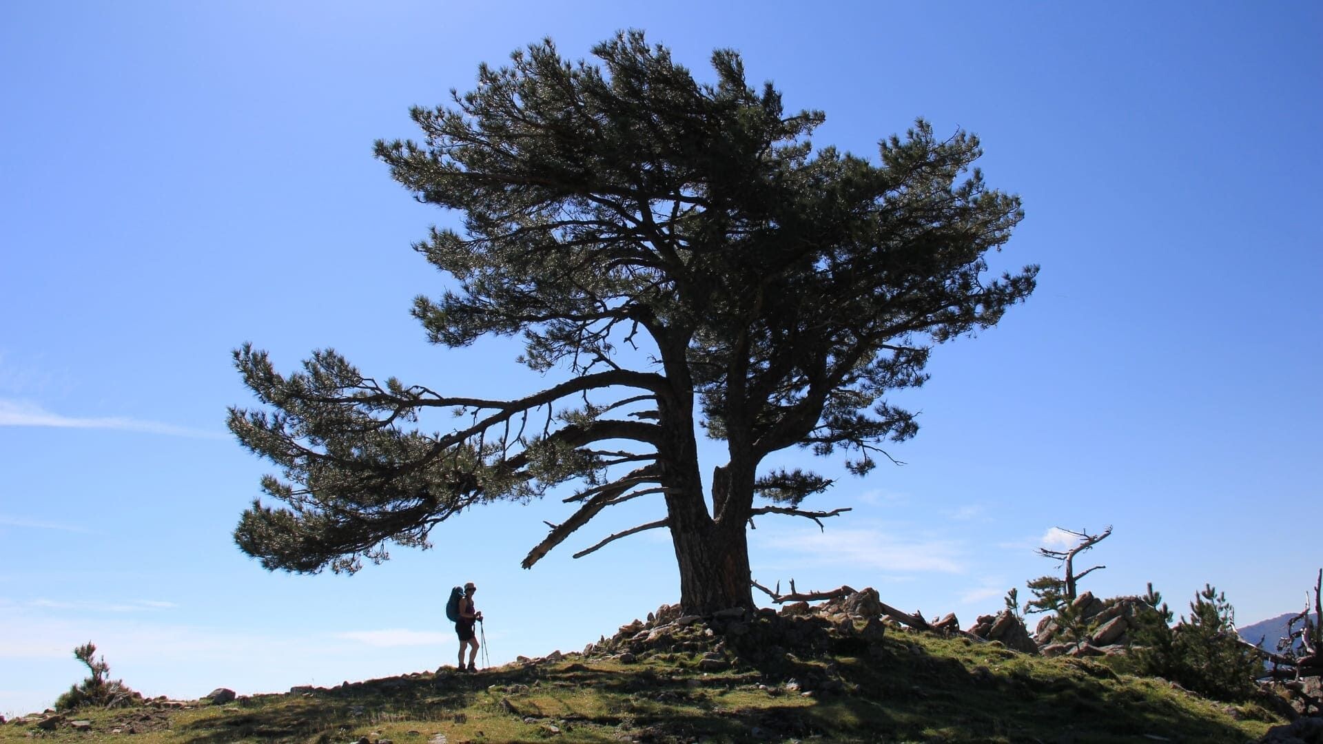 Pin isolé et randonneur sur une crête - GR20 - Corse