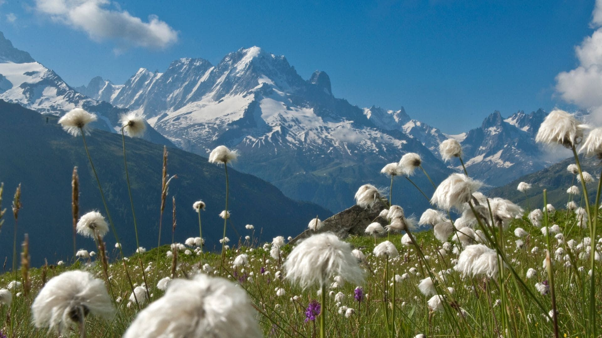 Linaigrettes en fleur devant le massif du Mont-Blanc - Loriaz - Haute-Savoie, France