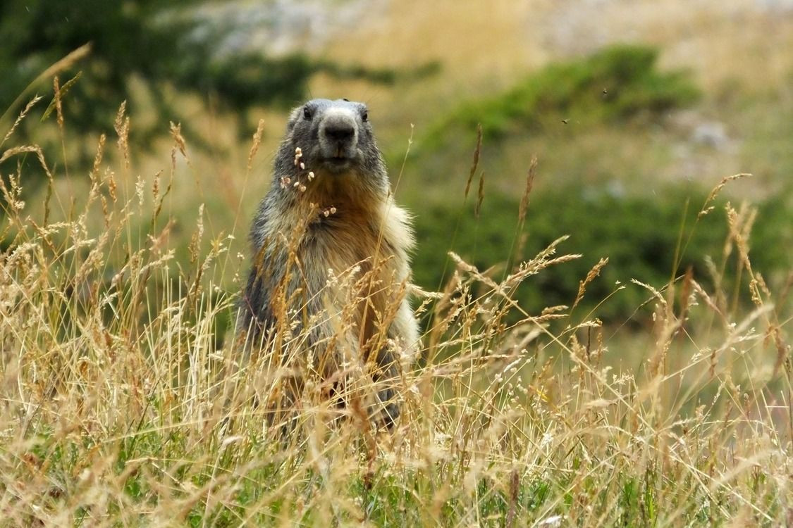 Marmotte dressée dans les herbes hautes en montagne - Alpes - France