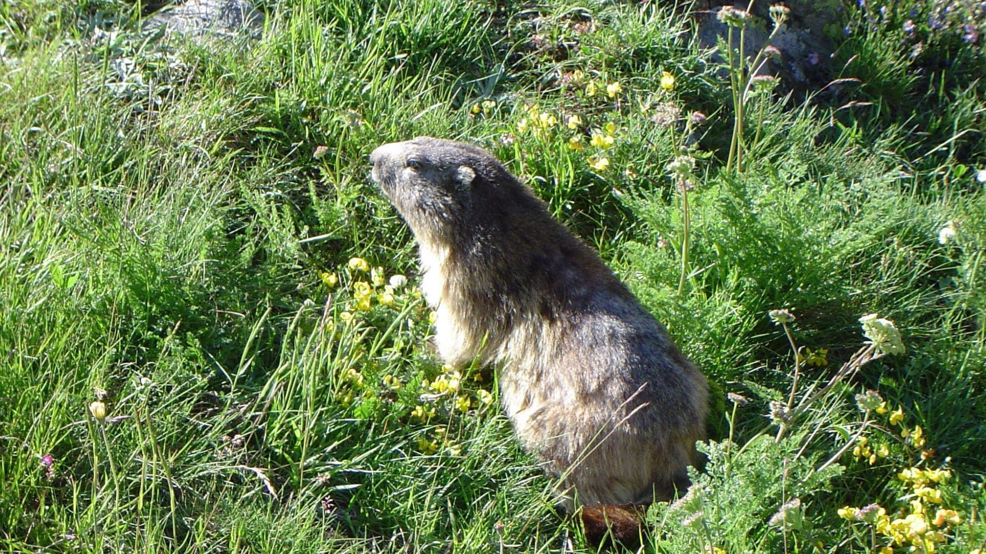 Marmotte Grand Paradis C Pierre Paillat - Italie