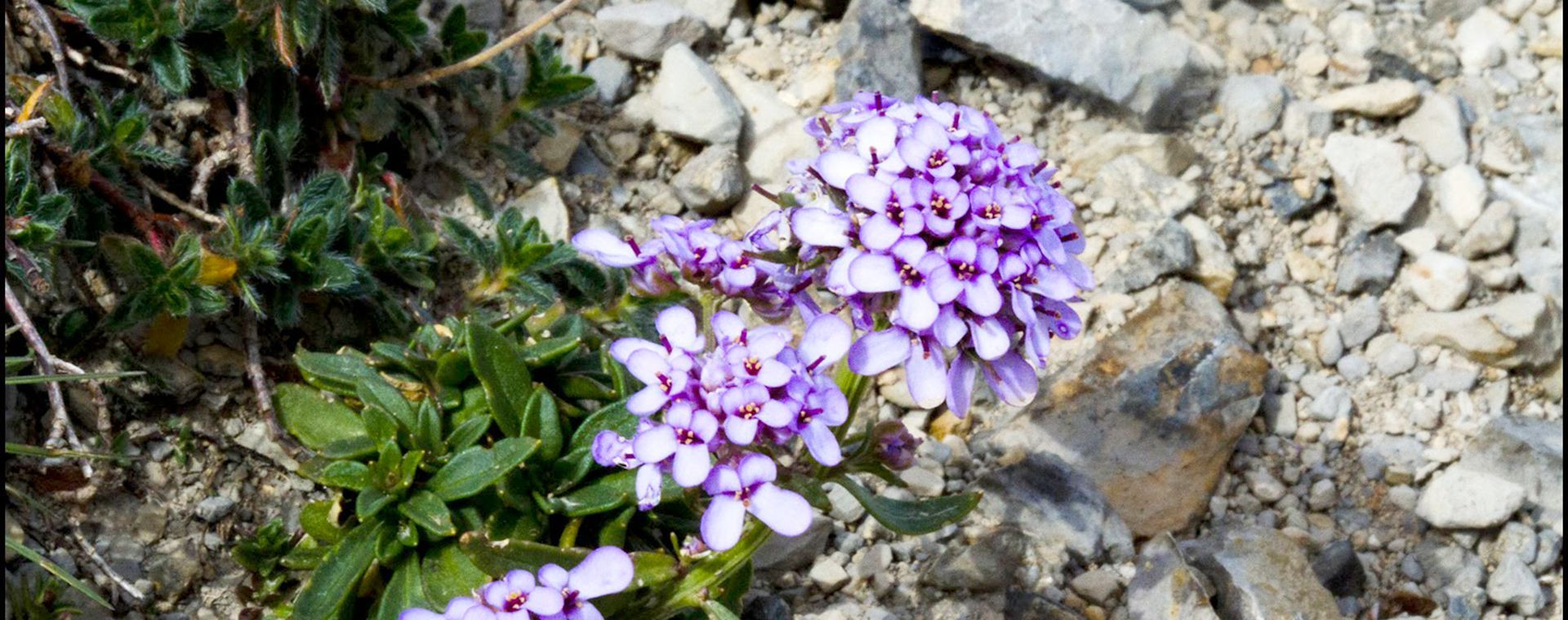Fleurs alpines violettes sur sol rocheux - Massif des Monges - France