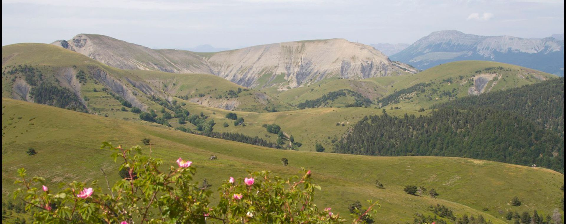 Crêtes herbeuses et églantiers en fleurs - Massif des Monges - Alpes, France