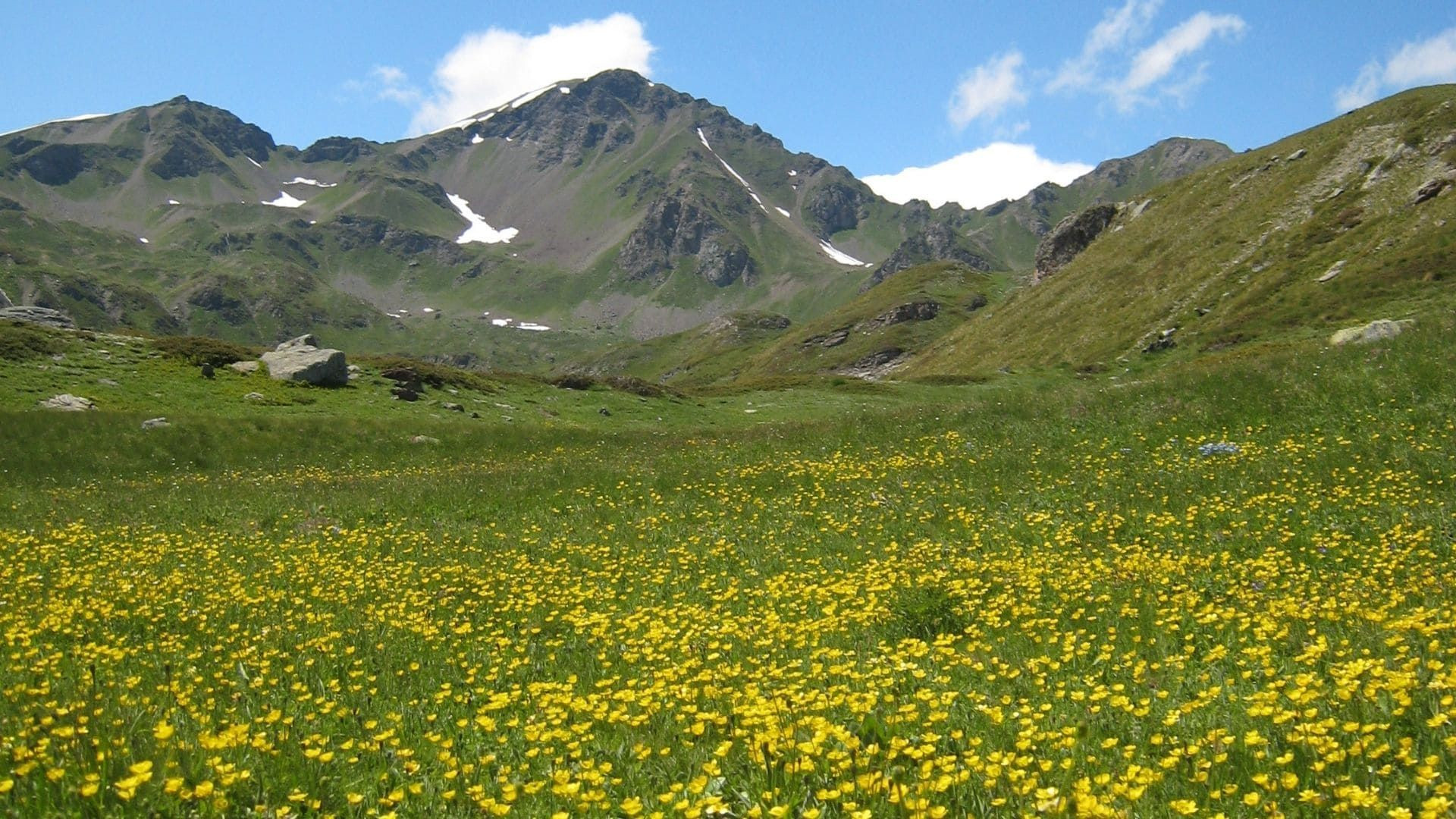 Prairie fleurie de boutons d'or dans le Grand Paradis - Vallée d'Aoste - Italie