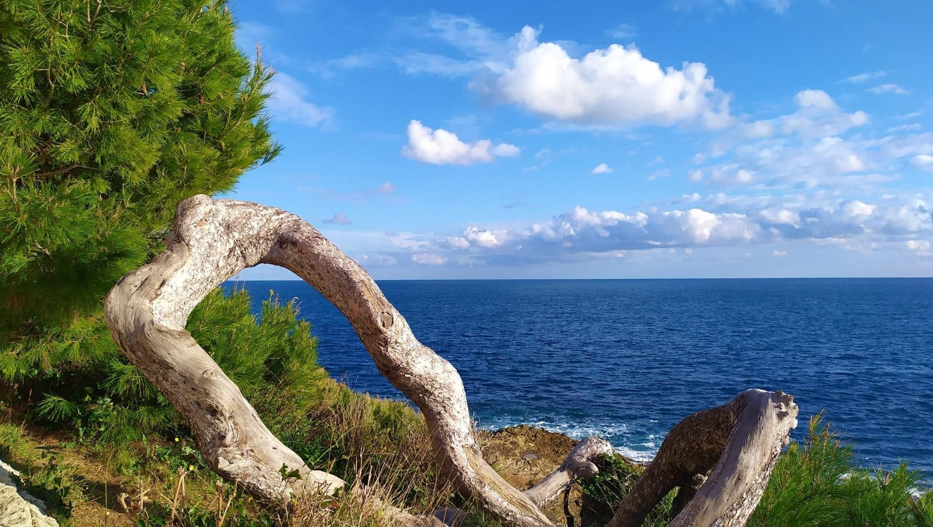 Pin et bois flotté au bord de la Méditerranée - Menton - France