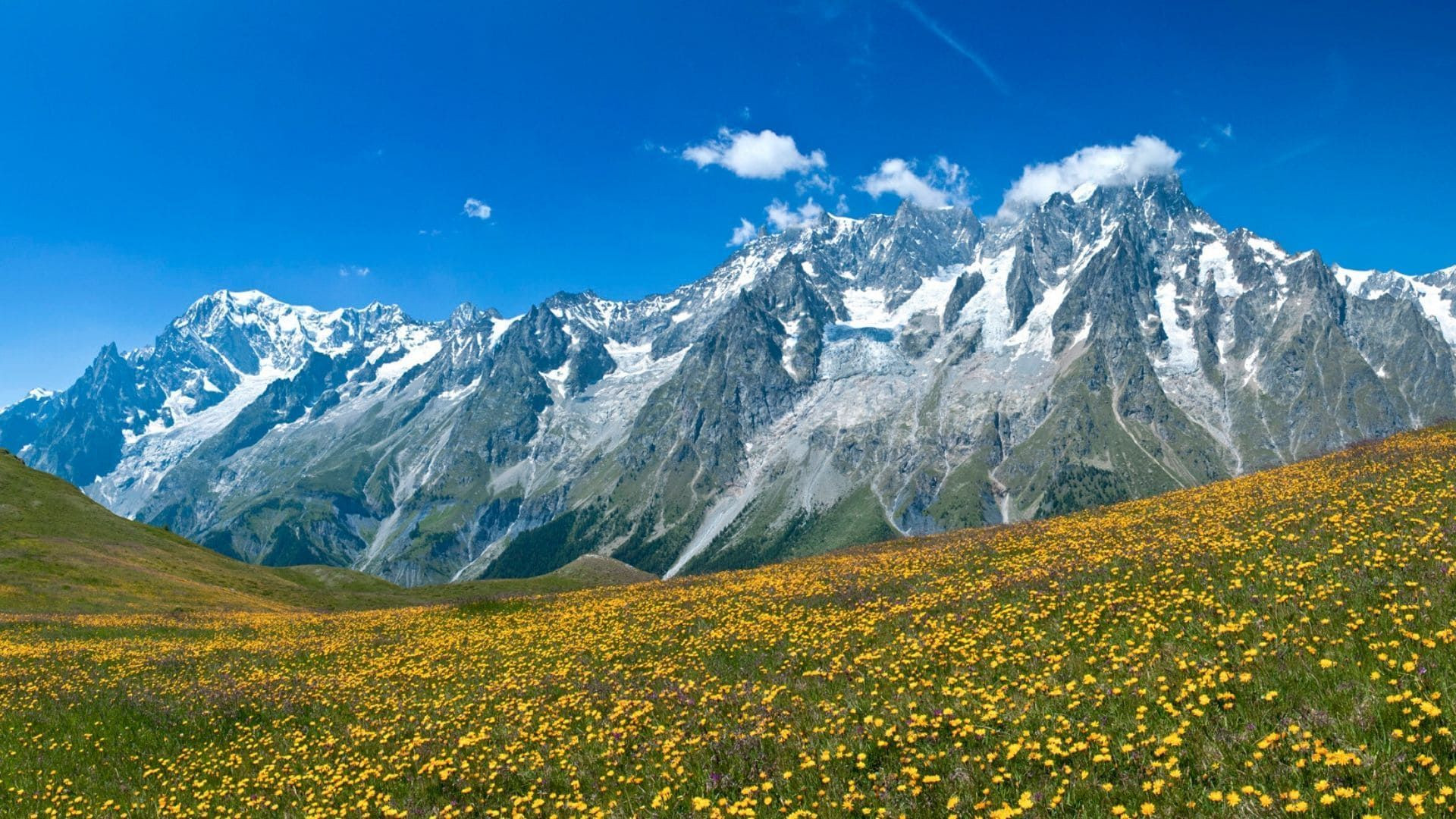 Massif du Mont-Blanc au-dessus d'une prairie fleurie - Alpes