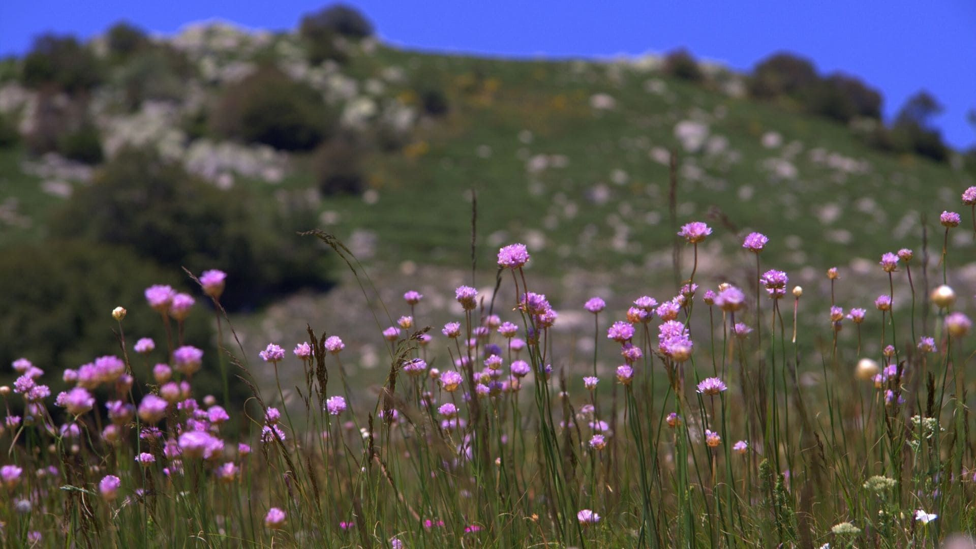 Fleurs roses sauvages sur les pentes du Mont Lozère - Cévennes - France