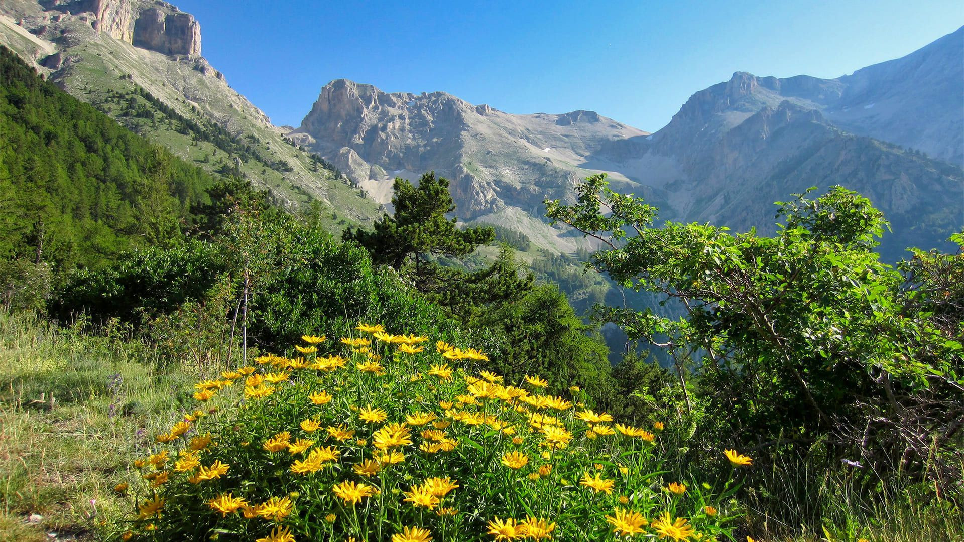 Fleurs jaunes et sommets calcaires - Préalpes - France