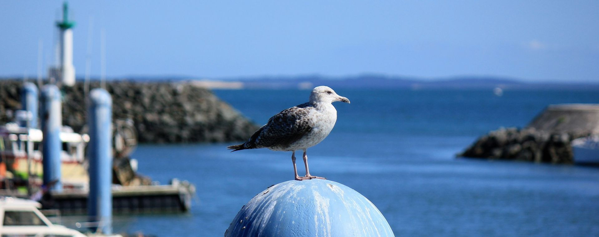 Mouette sur le port de La Cotinière - Île d'Oléron - France
