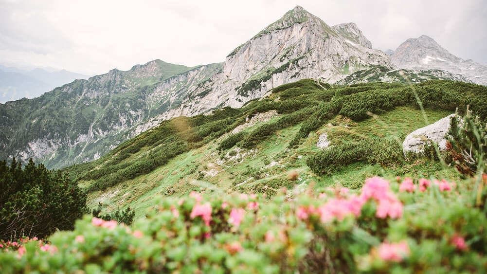 Rhododendrons et sommets - massif du Dachstein - Autriche