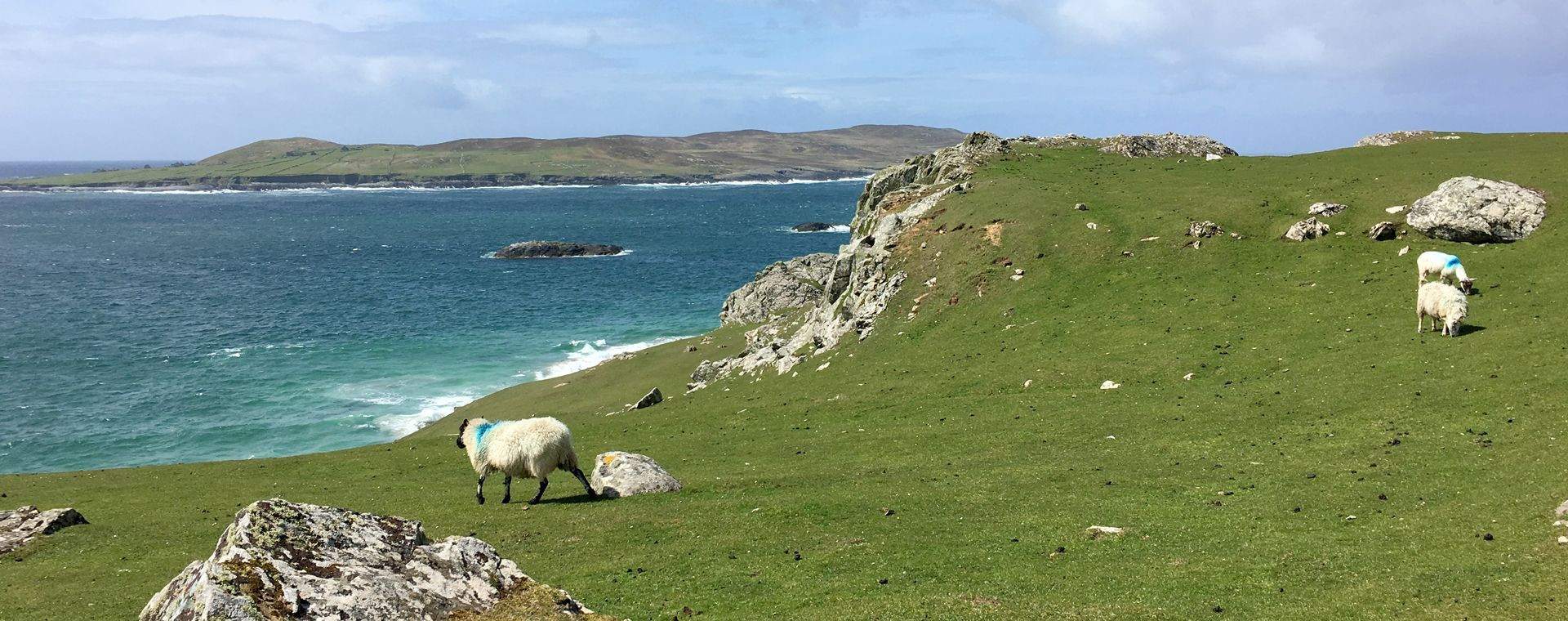 Moutons pâturant sur la côte sauvage - Irlande