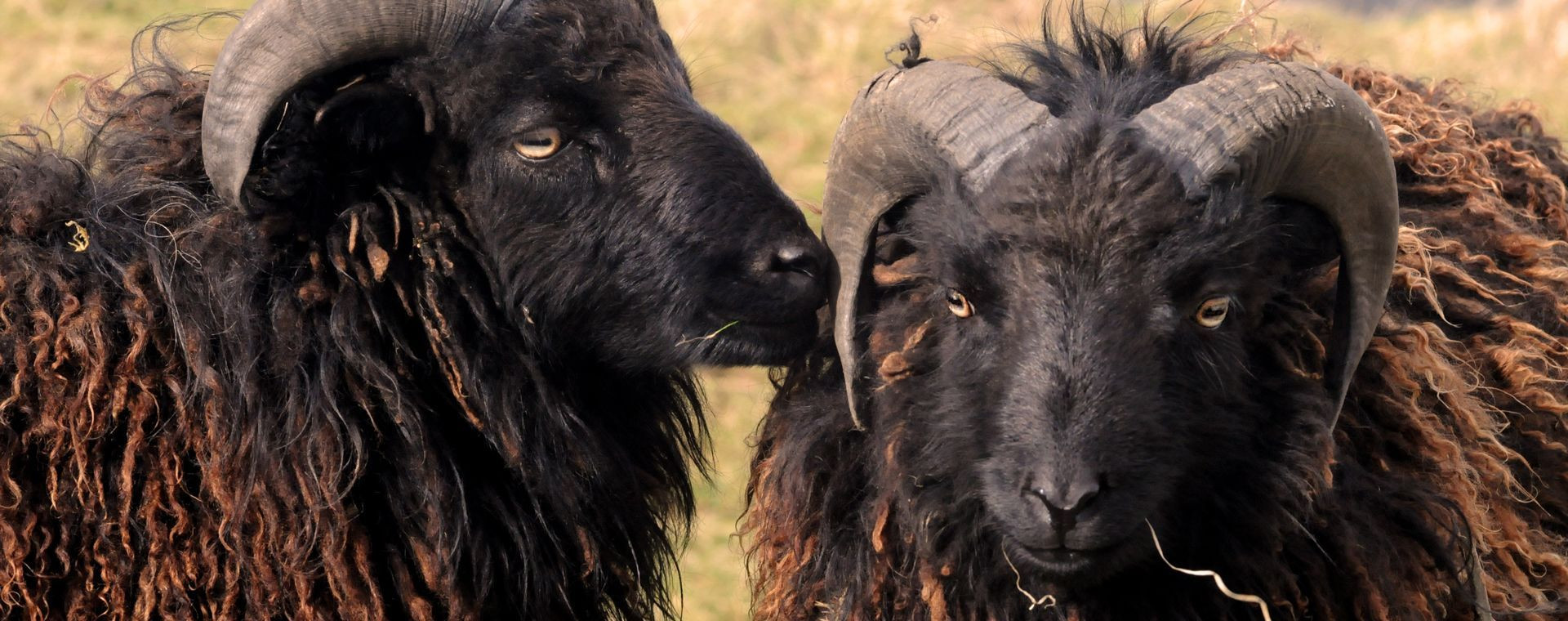 Béliers noirs à laine de la race d'Ouessant - Bretagne - France