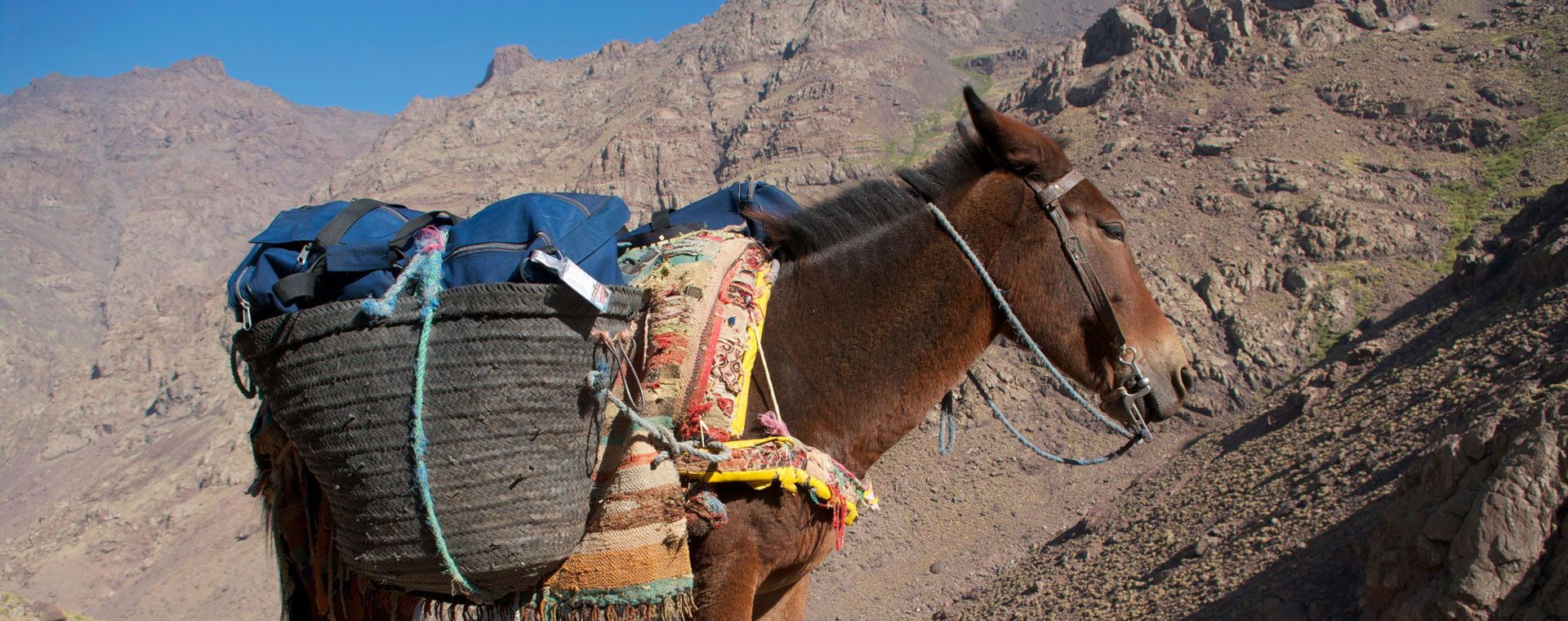 Mule de bât chargée sur les pentes du Toubkal - Haut Atlas - Maroc
