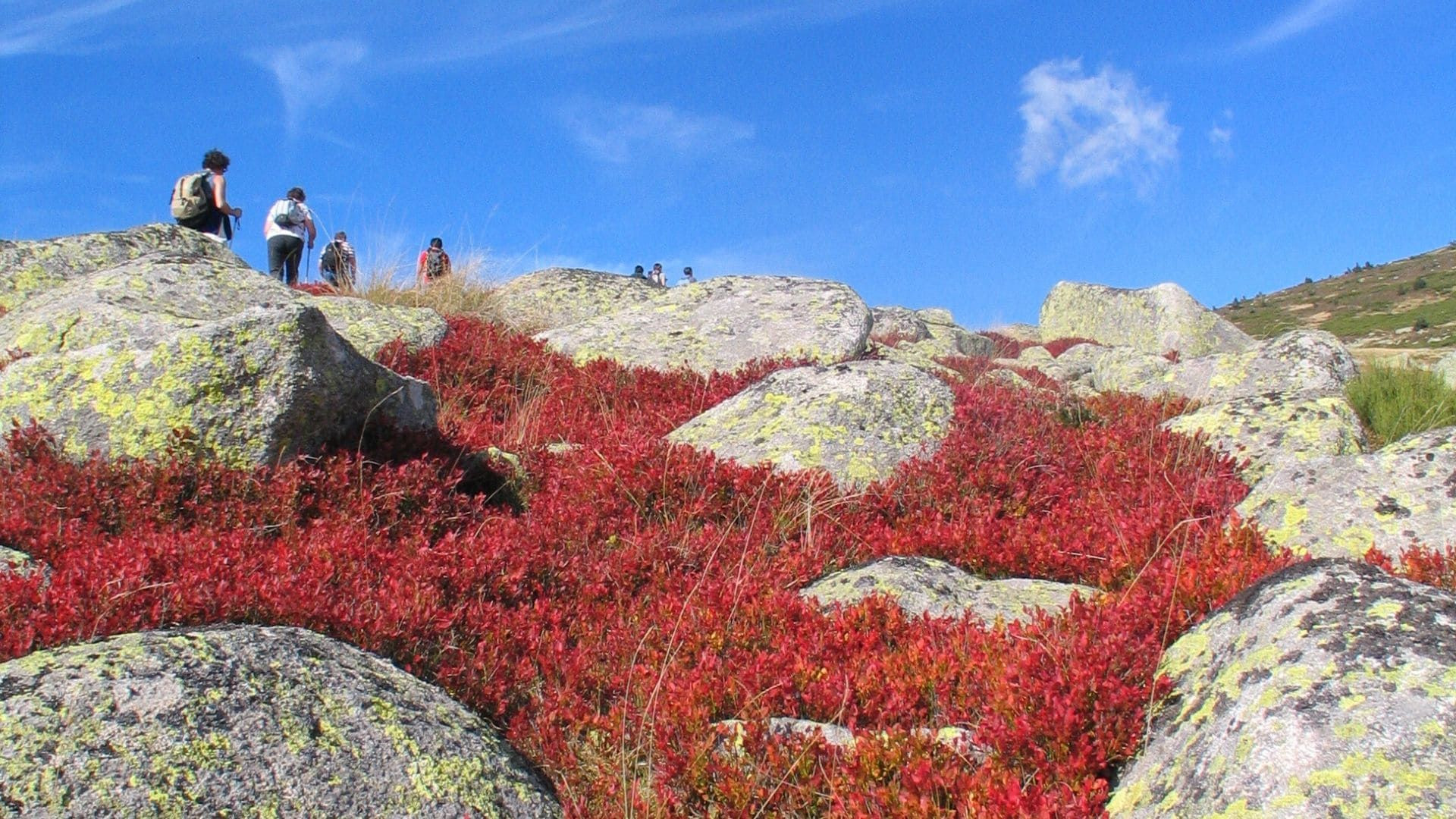 Randonneurs et myrtilliers rougis - Mont Lozère - Cévennes
