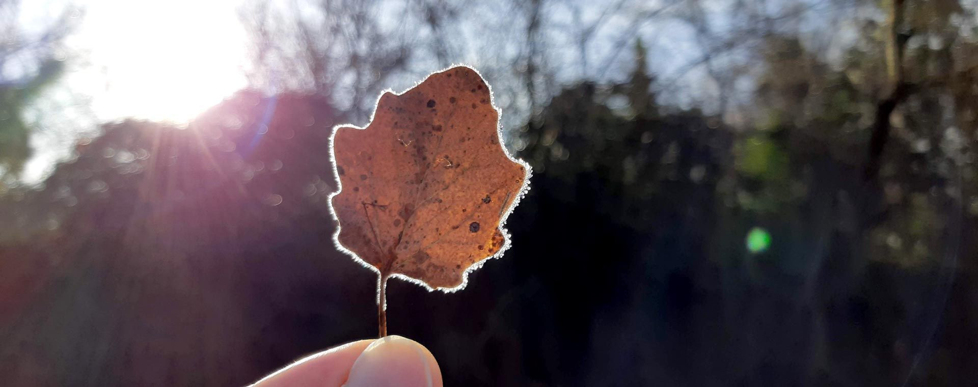 Feuille givrée tenue à contre-jour en hiver - Queyras - Hautes-Alpes - France
