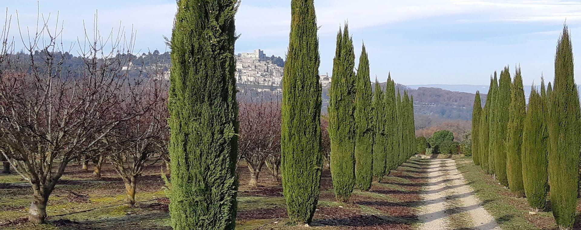 Allée de cyprès vers un village perché - Luberon - Provence - France