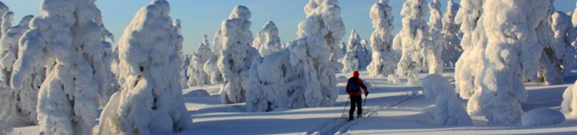 Ski nordique parmi les arbres givrés - Pallas-Yllästunturi - Laponie - Finlande