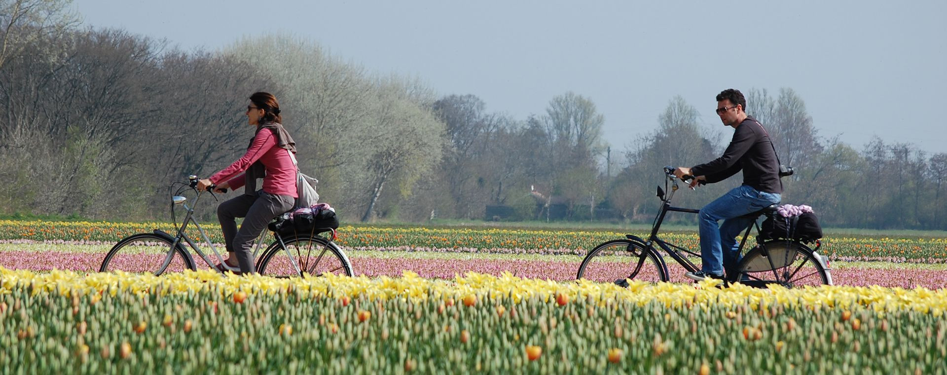 Cyclistes longeant des champs de tulipes - Hollande - Pays-Bas