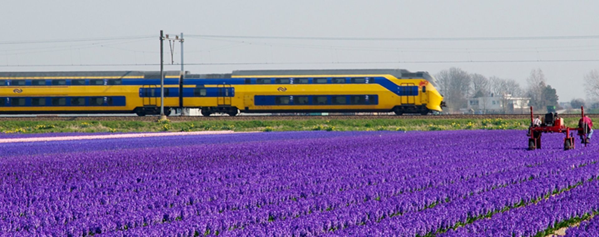 Train longeant un champ de jacinthes violettes - Pays-Bas