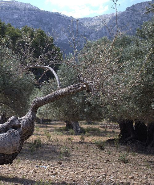 © Giovanna Crippa Vieux oliviers de la Serra de Tramuntana sur le GR221 - Majorque - Espagne
