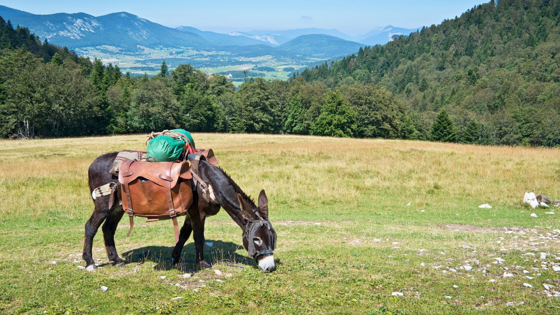 Âne bâté paissant dans un alpage - Vercors - France