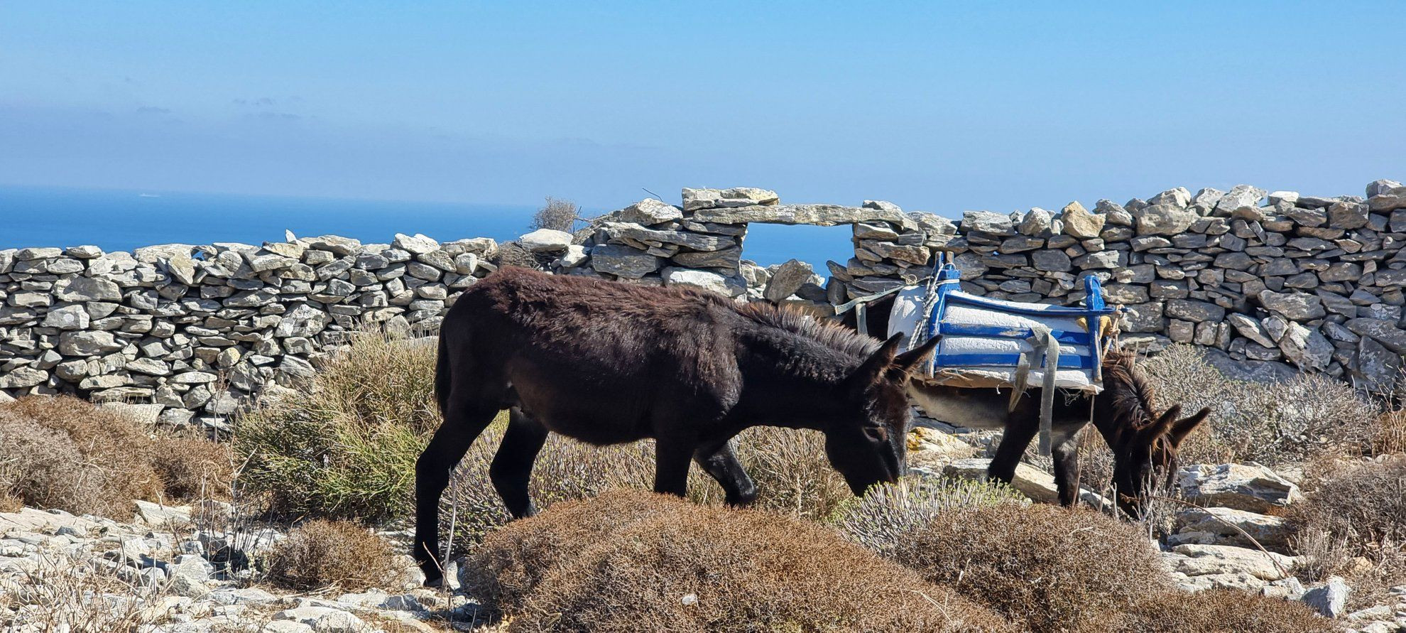 Ânes bâtés près d'un mur de pierres sèches - Amorgos - Cyclades, Grèce
