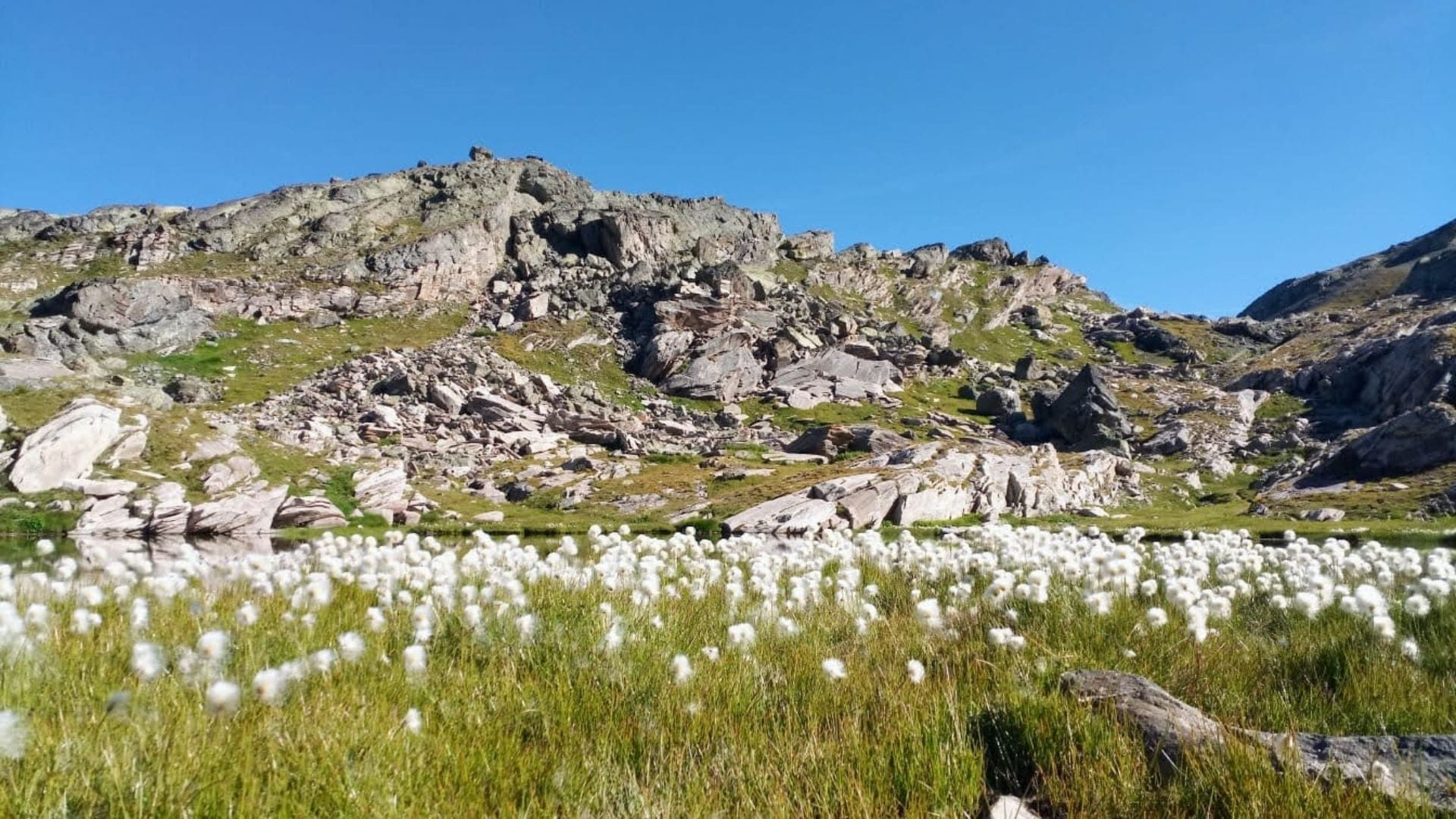 Linaigrettes au bord d'un lac de montagne - Queyras - Alpes du Sud - France
