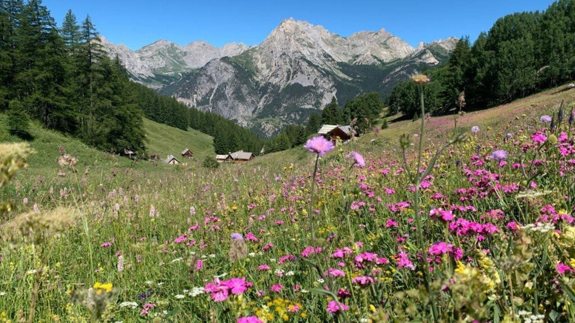 Prairie fleurie et hameau face aux montagnes du Queyras - Alpes du Sud - France