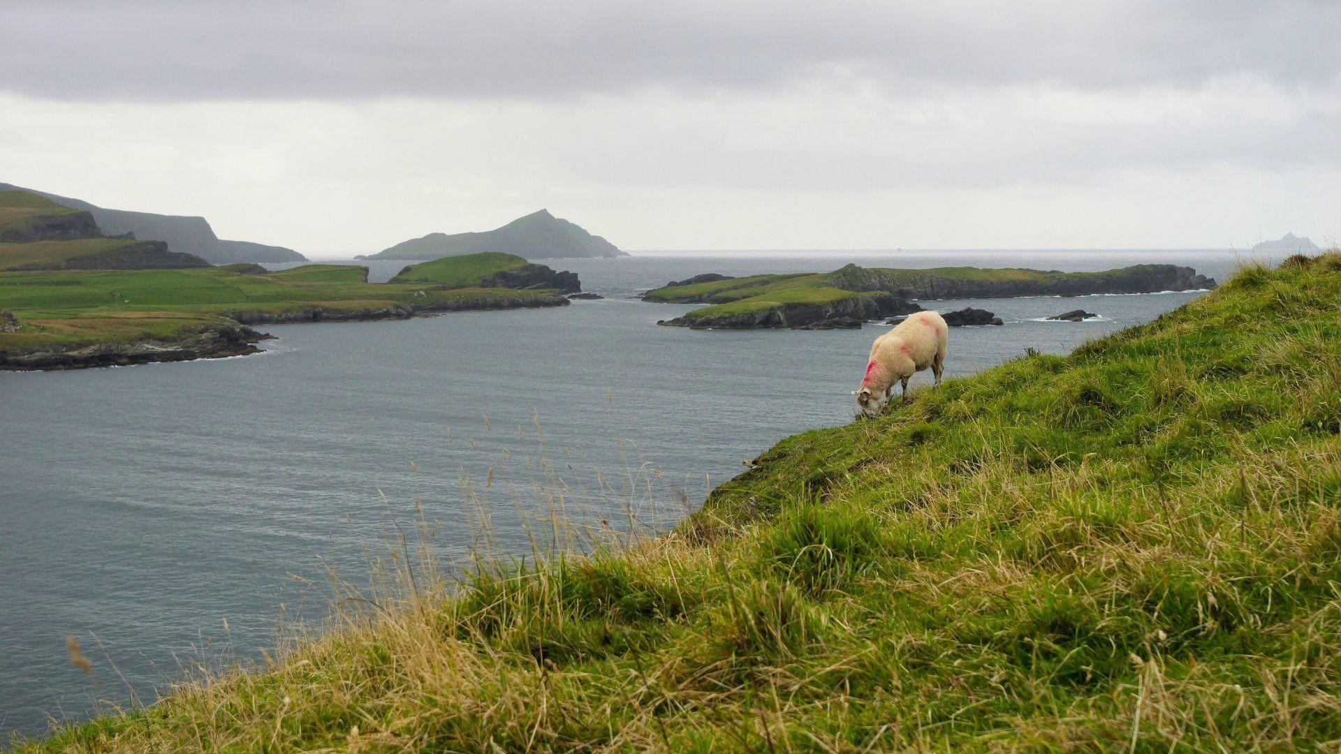 Mouton sur la côte de l'Anneau du Kerry - Irlande