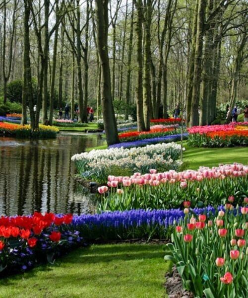 Parc Floral De Keukenhof 2