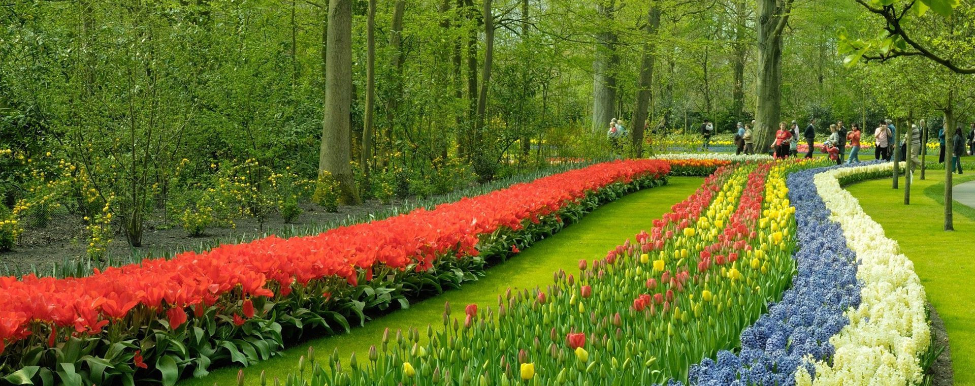 Massifs de tulipes et jacinthes - Parc floral Keukenhof - Pays-Bas