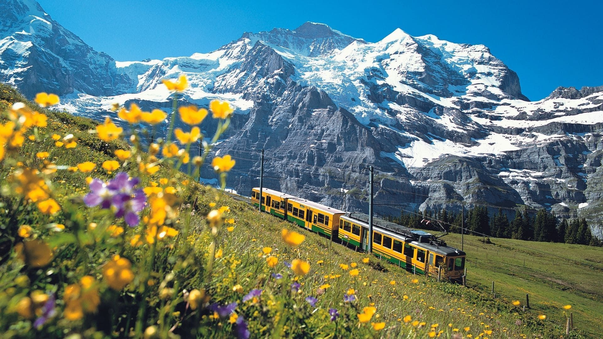 Train à crémaillère de la Jungfrau dans les alpages fleuris - Suisse