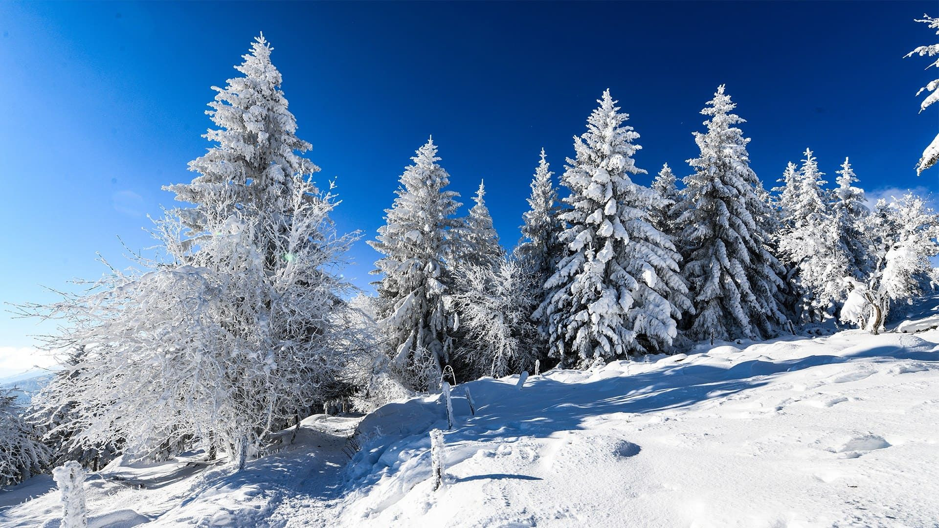 © Adobe Stock Sapins givrés sous la neige - Lac du Forlet et Gazon de Faing - Vosges, France