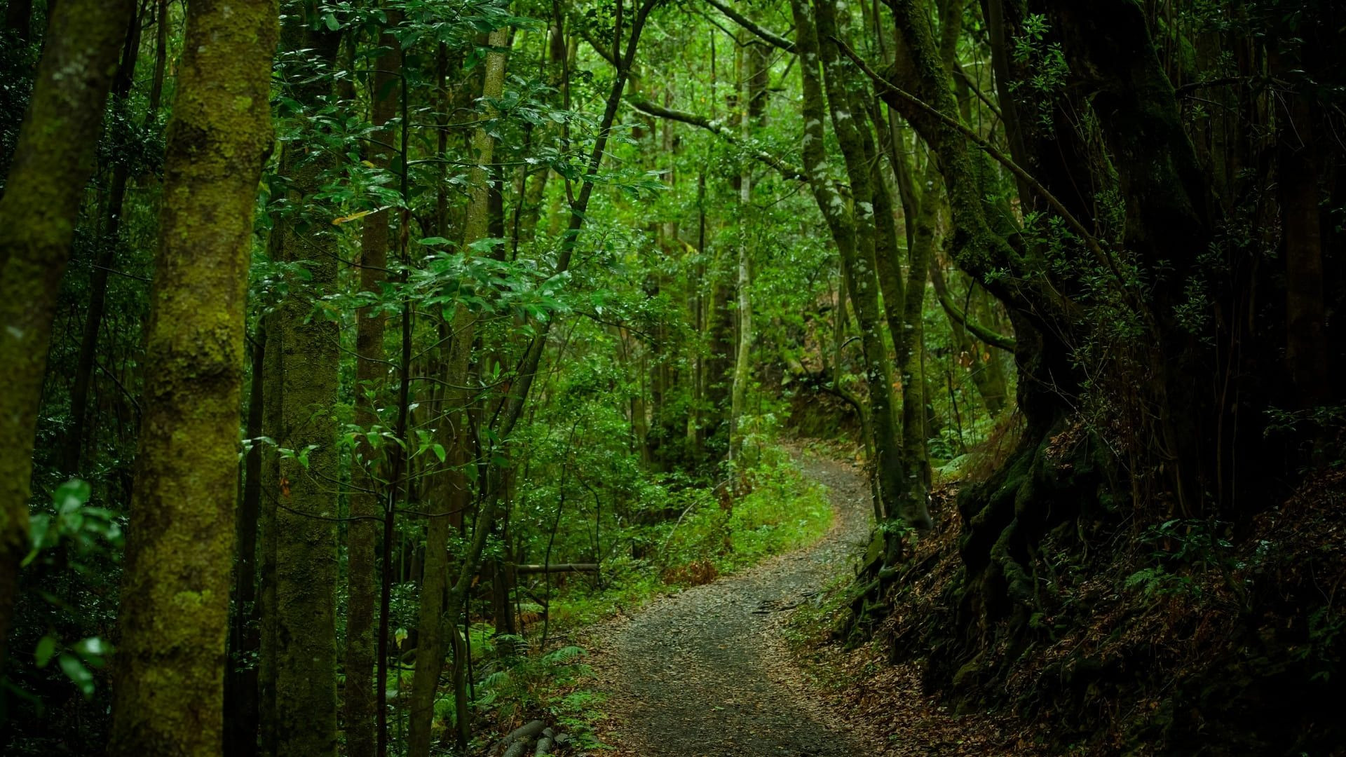 Chemin Gomera C Tourisme Canaries - Canaries - Espagne