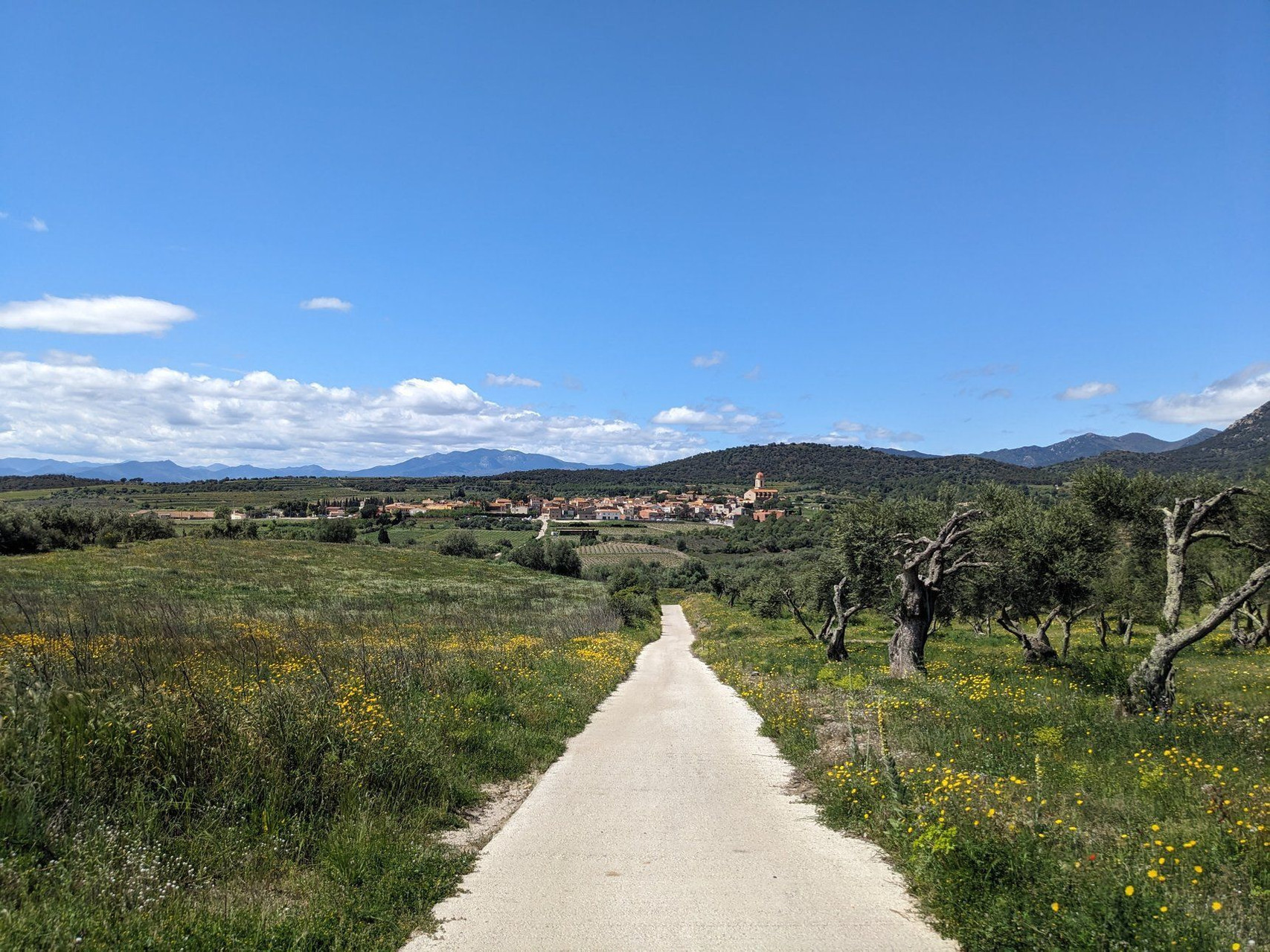 Chemin vers le village d'Espolla parmi les oliviers - Alt Empordà - Catalogne, Espagne