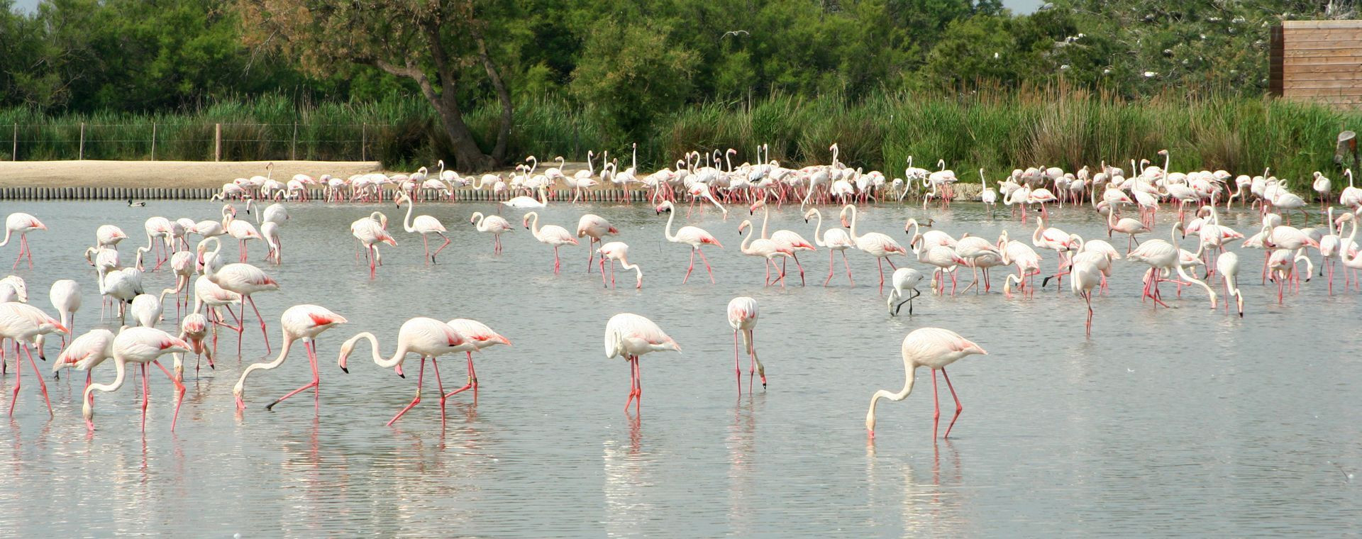 Flamants roses dans un étang - Camargue - Provence, France