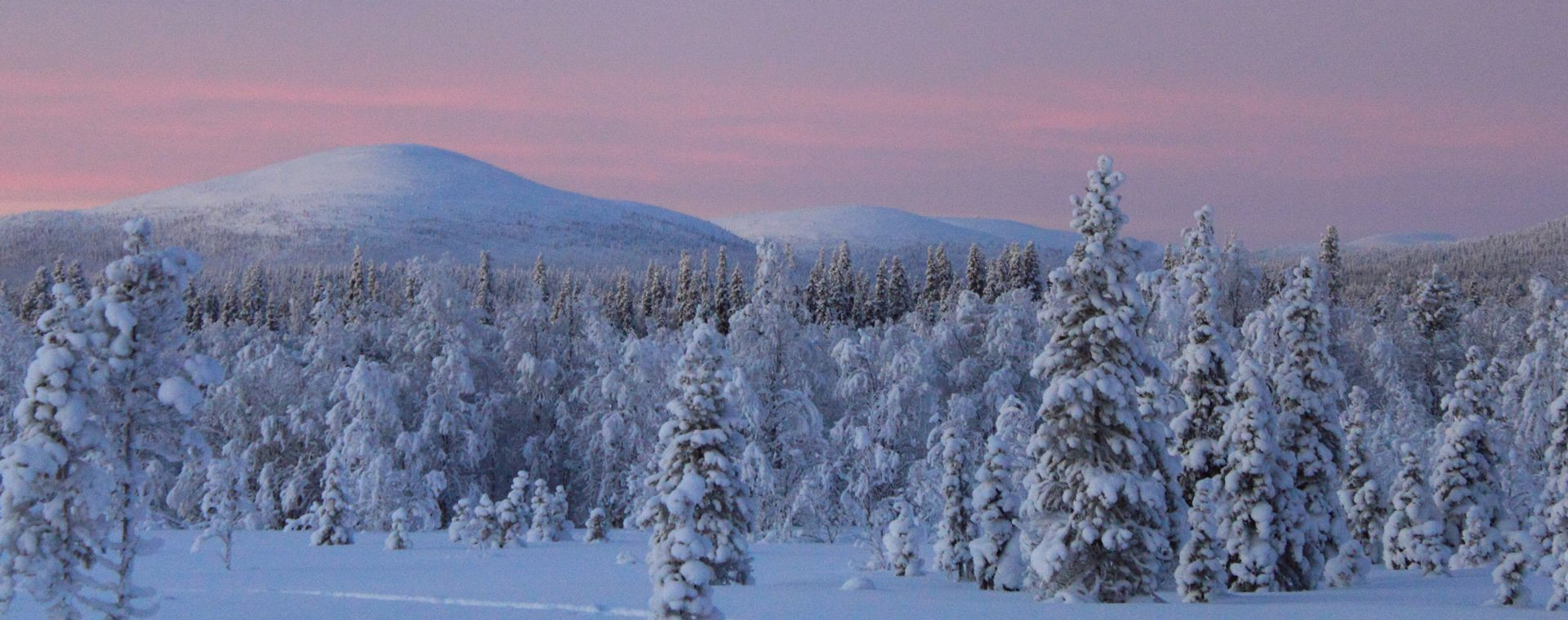 Paysage hivernal aux teintes roses - Parc national de Pallas-Yllästunturi - Laponie finlandaise