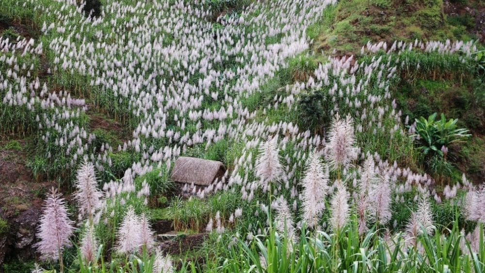 Plantation de cannes à sucre en fleur sur les pentes - Cap-Vert