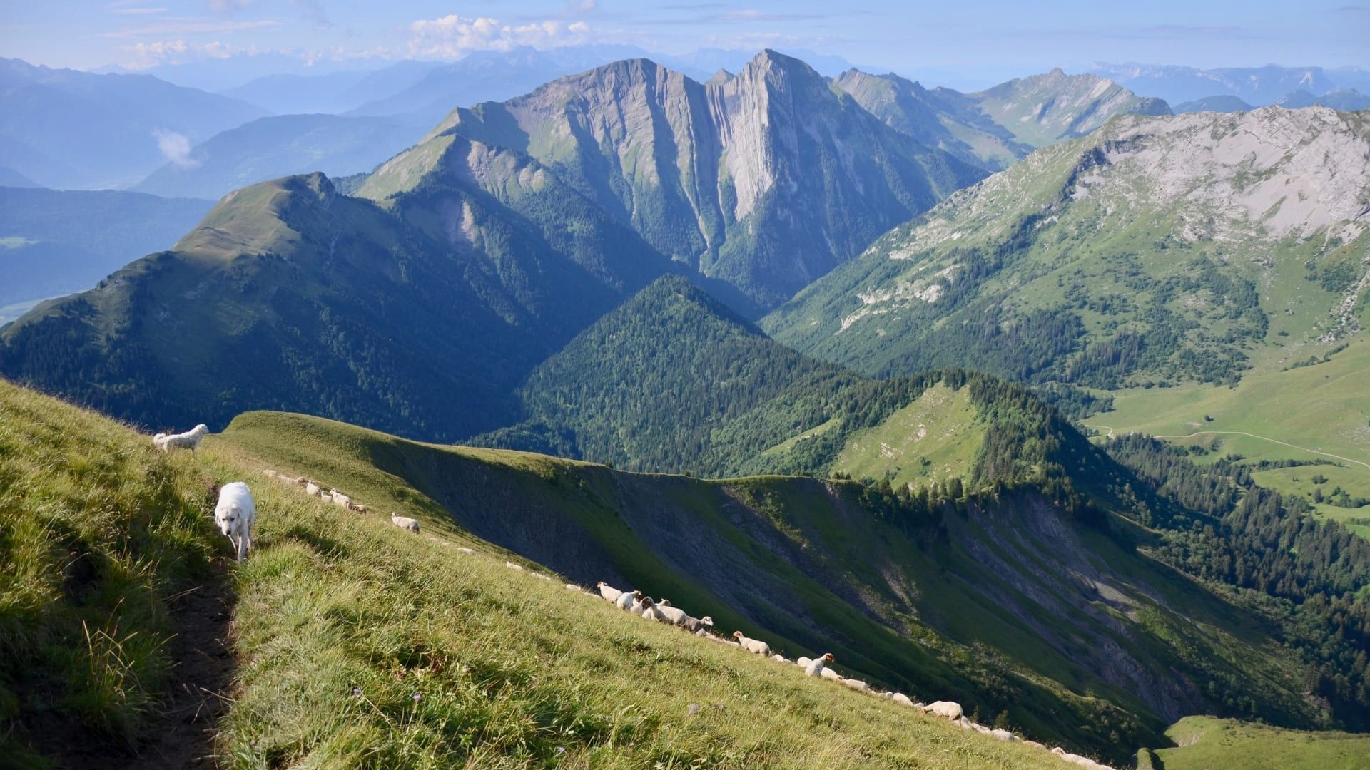 Troupeau de moutons sur un alpage - Alpes - France