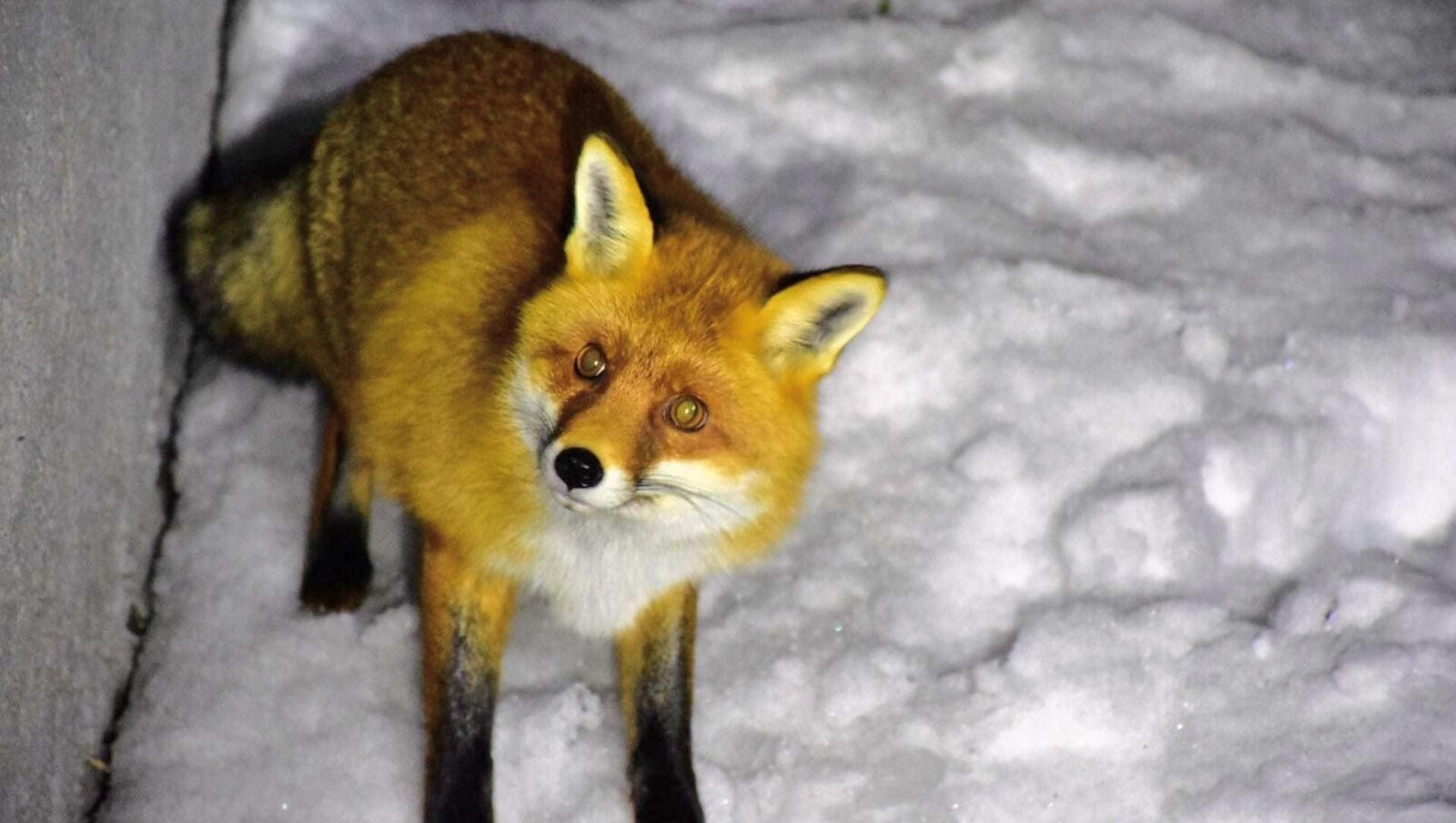 Renard roux dans la neige à Chaumailloux - Vercors - France