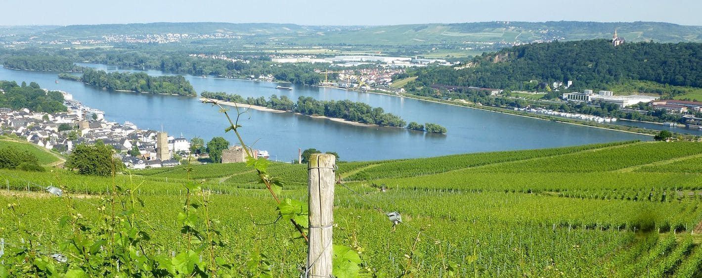Vignobles au-dessus du Rhin - Rüdesheim - Allemagne