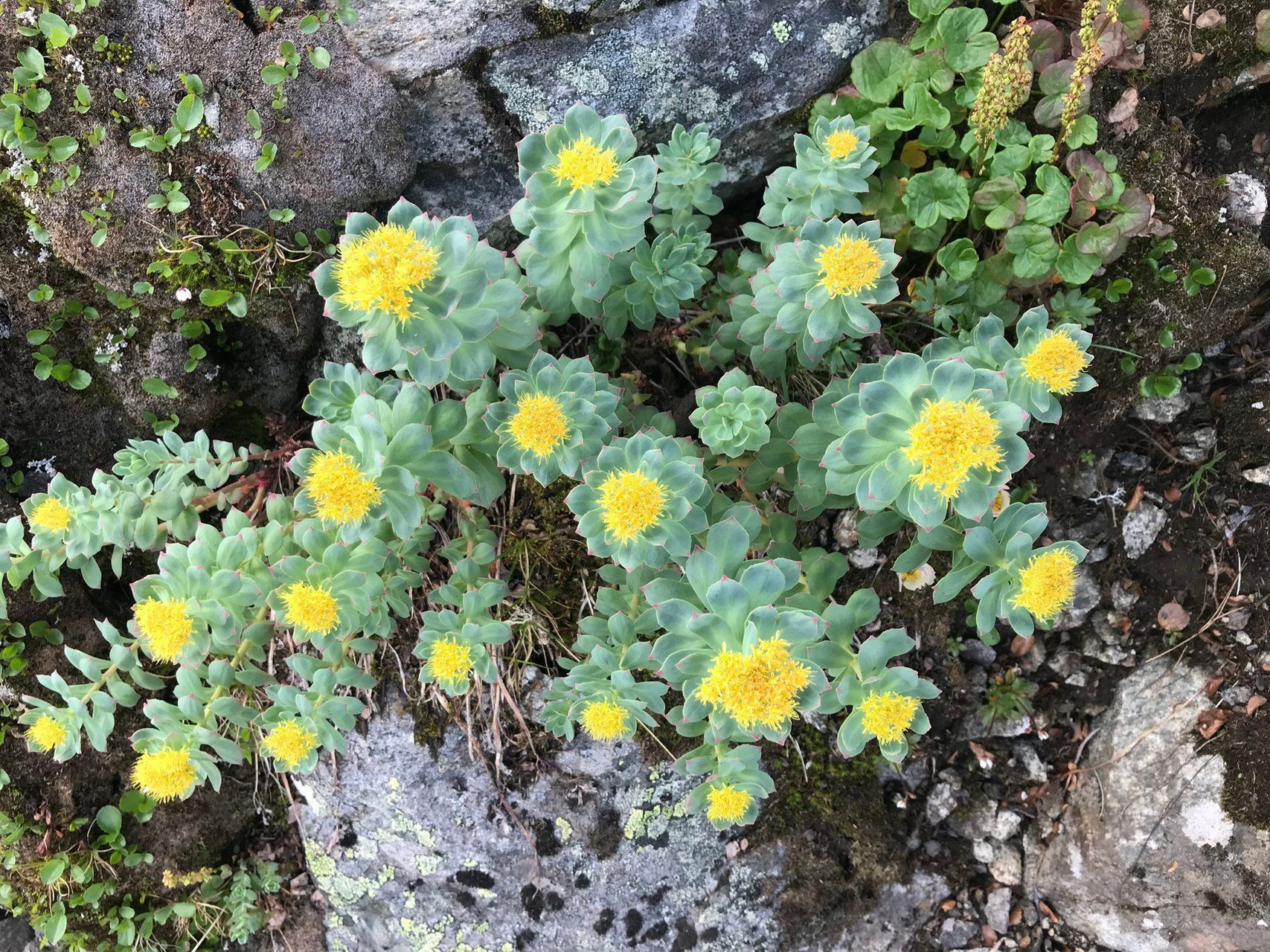 Orpin rose en fleurs sur les rochers - Massif de Jotunheimen - Norvège
