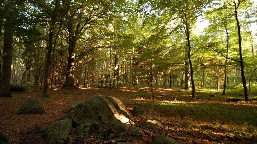 Forêt de hêtres ensoleillée sur l'île de Rügen - Mer Baltique - Allemagne