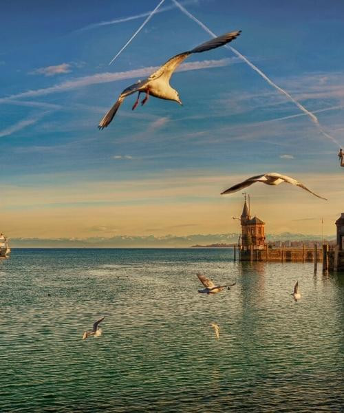 Mouettes au-dessus du port de Constance - Lac de Constance - Allemagne