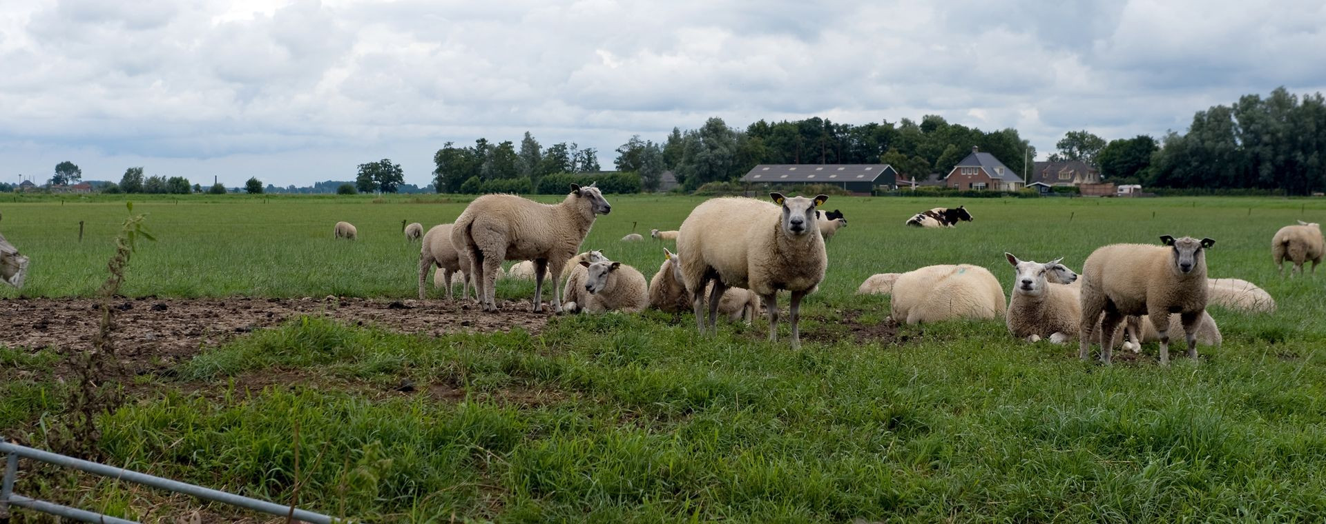 Troupeau de moutons dans un pré - Pays-Bas