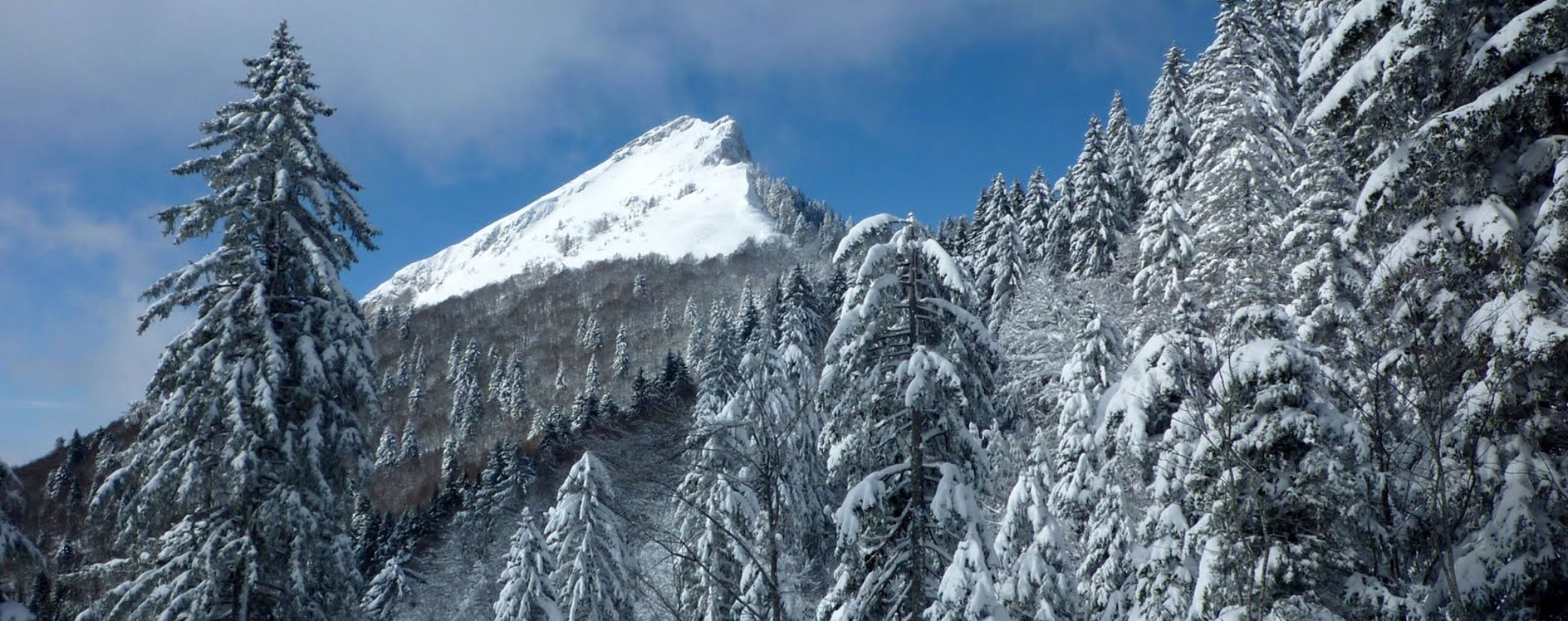Sapins enneigés et sommet hivernal - massif de la Chartreuse - France