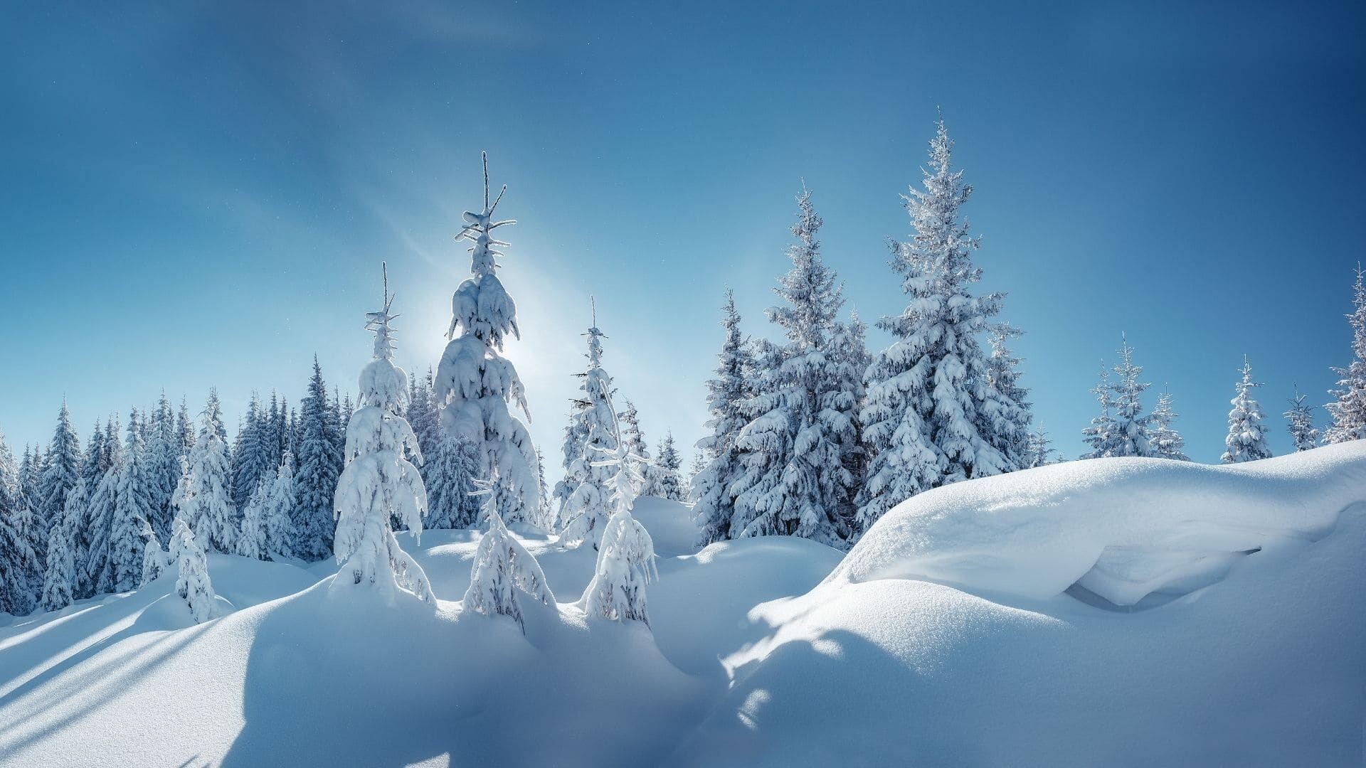 Sapins enneigés à contre-jour - Dolomites - Italie